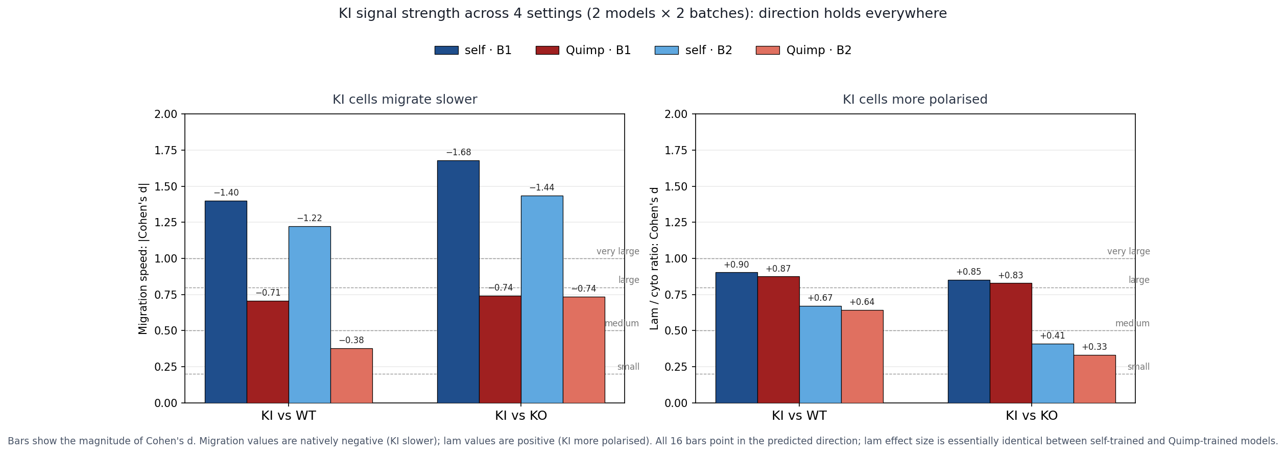 Cohen's d 4-quadrant: migration & lamellipodia × self-trained / Quimp-trained × batch 1 / batch 2