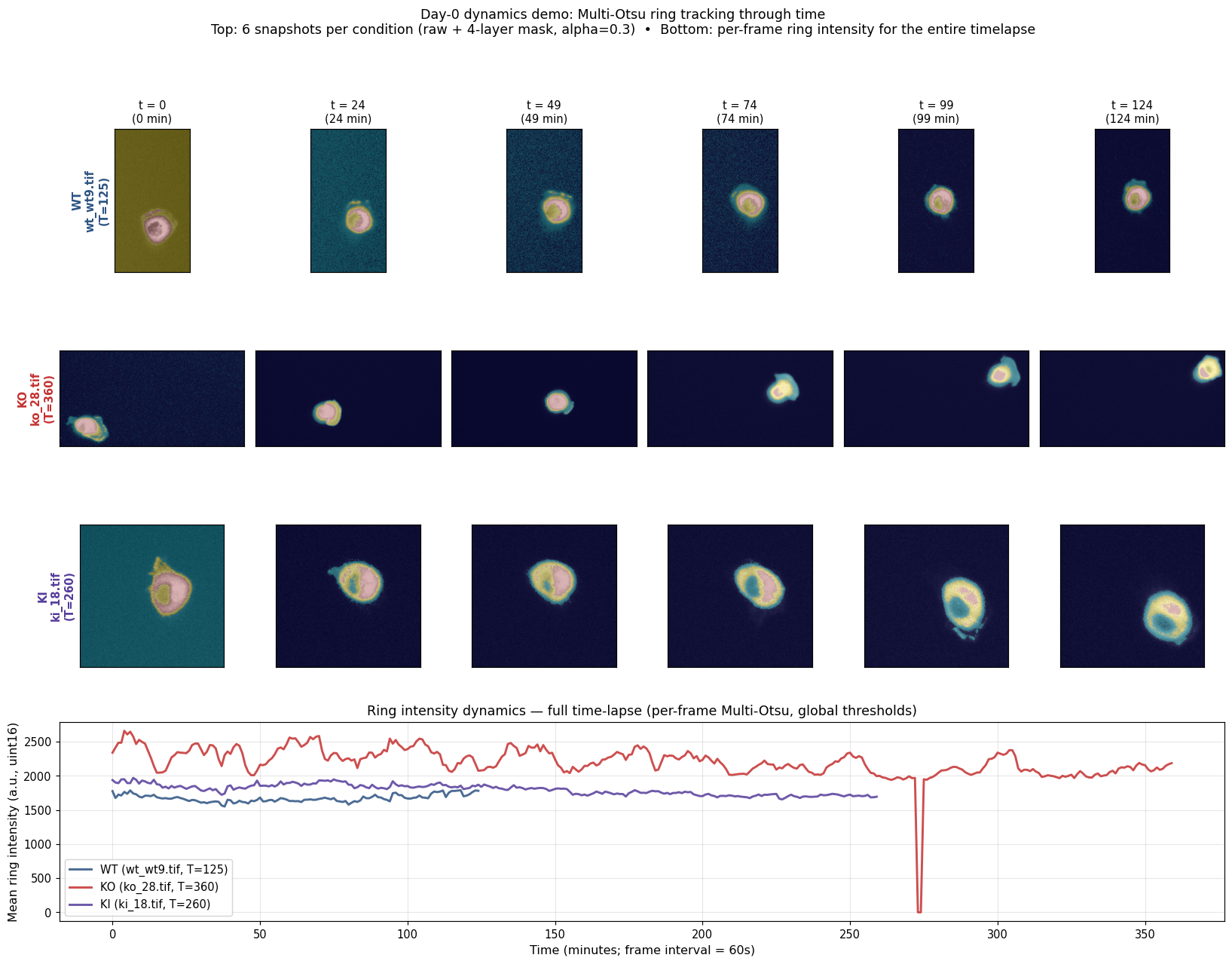 Demo 2: ring intensity dynamics through time across 3 conditions