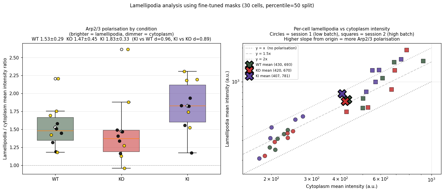 Lamellipodia / cytoplasm intensity ratio per condition
